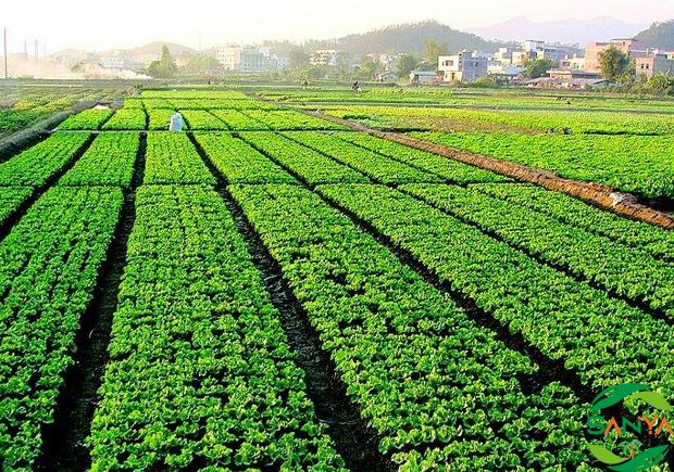 2024海南生態(tài)肥料展覽會