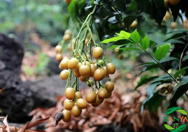 中國(guó)現(xiàn)代高效農(nóng)業(yè)的科技創(chuàng)新有哪些方面值得關(guān)注